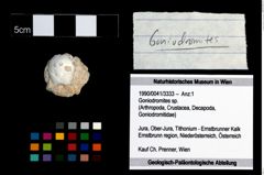 Foto (Objekt + Etikett) von Goniodromites sp.  (NHMW-GEO-1990-0041-3333)